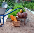 Pumpkins, zucchini and melons on the background of ridges in the garden. The harvest in the fall