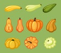 Pumpkins and zucchini set. Ripe yellow vegetable with green organic veins star shaped round squash black and brown tails