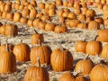 Pumpkins3