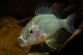 The pumpkinseed = Common Sunfish Lepomis gibbosus is a North American freshwater fish of the sunfish family Centrarchidae of o