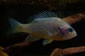 The pumpkinseed = Common Sunfish Lepomis gibbosus is a North American freshwater fish of the sunfish family Centrarchidae of o