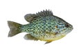 Pumpkinseed fish. Fresh alive freshwater sunfish isolated on white background