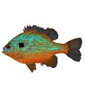Pumpkinseed Fish , sunfish, bream Royalty Free Stock Photo