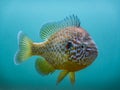 pumpkinseed fish view from the side in a light blue water