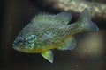 Pumpkinseed (Lepomis gibbosus). Royalty Free Stock Photo