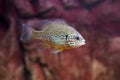 A pumpkinseed sunfish or common sunfish Royalty Free Stock Photo
