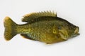 Pumpkinseed Sunfish Isolated Royalty Free Stock Photo