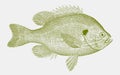 Pumpkinseed, a sunfish from north america in side view