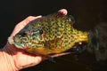 Pumpkinseed Sunfish Panfish Held By Man Fishing