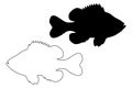 Pumpkinseed Sunfish silhouette vector