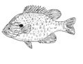 Pumpkinseed x  bluegill sunfish  Lepomis gibbosus x macrochirus pumpkingill Freshwater Fish Cartoon Drawing Royalty Free Stock Photo