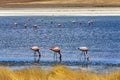 Puna flamingos at Laguna Canapa, Bolivia