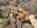Puna flowers, colors and natural beauty. Desert flowers. The first spring flowers. Flowering of the mother-and-stepmother. High