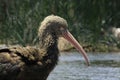 The Puna ibis (Plegadis ridgwayi)