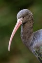 The Puna ibis (Plegadis ridgwayi)