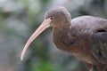 The Puna ibis, Plegadis ridgwayi, closeup