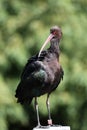 Puna Ibis (Plegadis ridgwayi)