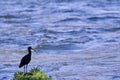 Puna Ibis Plegadis ridgwayi