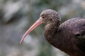 Puna Ibis portrait with blurred background