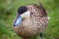 Puna Teal Royalty Free Stock Photo