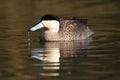 Puna teal, Anas puna Royalty Free Stock Photo