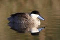 Puna teal, Anas puna Royalty Free Stock Photo