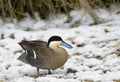 Puna Teal Royalty Free Stock Photo