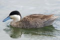 Puna Teal Duck Royalty Free Stock Photo