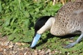 Puna teal duck Royalty Free Stock Photo