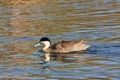 Puna Teal Royalty Free Stock Photo