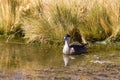 Puna teal at the Vegas de Putana wetland Royalty Free Stock Photo