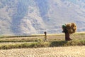 Punakha, Bhutan - November 07, 2012: Unidentified woman carrying