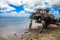 Punaluu Beach Park and  driftwood in oahu hawaii Royalty Free Stock Photo