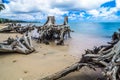 Punaluu Beach Park and  driftwood in oahu hawaii Royalty Free Stock Photo
