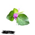 Punarnava - Boerhaavia diffusa ayurvedic herb, flower. digital art illustration with text isolated on white. Healthy organic spa