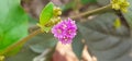 Punarnava Flowering plant Flowers on Nature Background Royalty Free Stock Photo