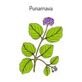 Punarnava Boerhavia Diffusa , medicinal plant. Royalty Free Stock Photo