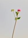 Punarnava or boerhavia diffusa plant isolated on white background. Royalty Free Stock Photo