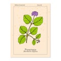 Punarnava Boerhavia Diffusa , or red spiderling, spreading hogweed, tarvine, medicinal plant