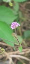 Punarnava Flowers and Buds on Blurred Background Royalty Free Stock Photo