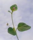 Punarnava young growing plant with green leaves and pink flower, commonly known as red spiderling, boerhavia diffusa. Royalty Free Stock Photo