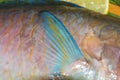 Punch fin fragment piece colorful raw fish parrot blue tropical