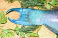 Punch fin fragment piece colorful raw fish parrot blue tropical