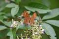 Punchinello Butterfly Royalty Free Stock Photo