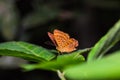 The Punchinello butterfly Royalty Free Stock Photo