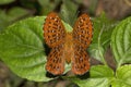 Punchinello, Zemeros sp, Riodinidae, Maharani, Tripura Royalty Free Stock Photo