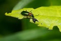 Punctate Harp Ground Beetle - Calleida punctata