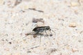 A Punctured Tiger Beetle Cicindelidia punctulata Perched on Rocks Royalty Free Stock Photo