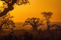 Punda Maria, north of Kruger national park, South Africa Royalty Free Stock Photo