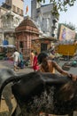 Hindu monk tending cows on a street in Pune, India